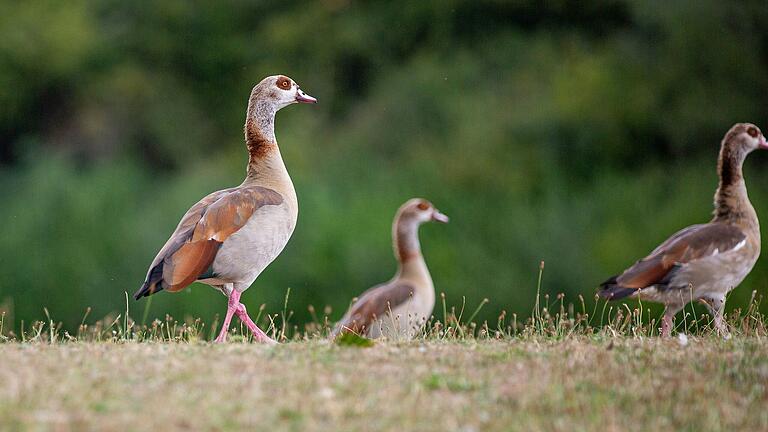 Nilgänse fühlen sich inzwischen am Main wie zu Hause, zum Verdruss der Gäste am Erlabrunner Badesee. Nilgänse fühlen sich inzwischen am Main wie zu Hause, zum Verdruss der Gäste am Erlabrunner Badesee.