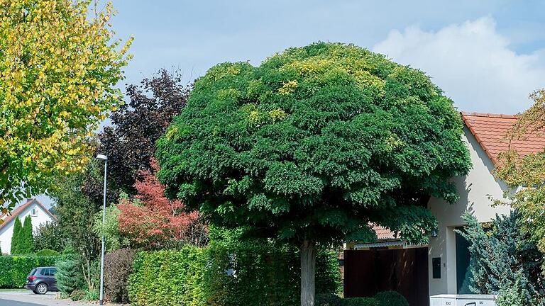 Im Herbst verwandelt sich die Eselshöhe in ein buntes Wohngebiet &ndash; in einen Park mit Häusern.