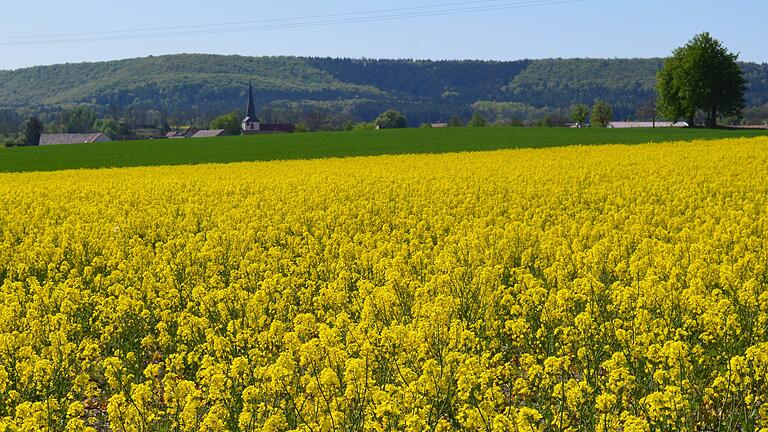 Der Schein trügt: Das Rapsfeld bei Althausen leuchtet zwar schön gelb in der Mittagssonne, doch sind die Ernteaussichten wegen der Trockenheit und anderer Witterungseinflüsse trübe.