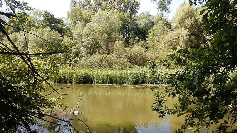 Mit dem Saumain hat Schweinfurt ein Naturschutzgebiet mitten in der Stadt.