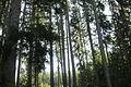 Brennholz wird in Fuchsstadt teurer. Auch die Fichten in der Lauerbach (im Bild), die einem Mischbaumbestand weichen müssen, sind davon betroffen.       -  Brennholz wird in Fuchsstadt teurer. Auch die Fichten in der Lauerbach (im Bild), die einem Mischbaumbestand weichen müssen, sind davon betroffen.