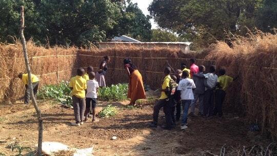 Gartenprojekt an einer Schule in Sambia. Gartenprojekt an einer Schule in Sambia.