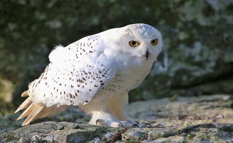 Besuch bei den Vögeln: Auch Schneeeulen leben im Wildpark Schweinfurt. Besuch bei den Vögeln: Auch Schneeeulen leben im Wildpark Schweinfurt.