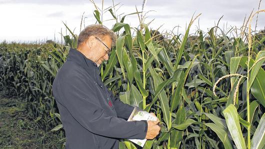 „Der Mais ist deutlich weiter“ stellte Werner Wunderlich aus Maroldsweisach fest. „Der Mais ist deutlich weiter“ stellte Werner Wunderlich aus Maroldsweisach fest.