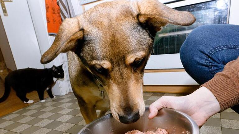 Auch bei Hunden gilt Maß halten. Das schützt vor Übergewicht. Foto: Markus Scholz       -  Nicht nur die Uhrzeit, auch die Häufigkeit und die Wahl des Futters müssen individuell auf den Hund und seine Halter oder Halterinnen abgestimmt werden.