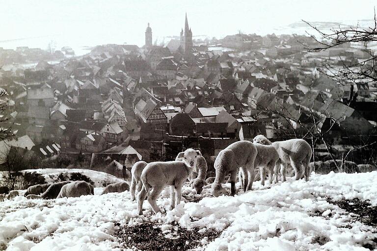 Mitten im Winter weideten in den 50er Jahren auf dem Hang des verschneiten Zeiler Kapellenberges die Schafe. Mitten im Winter weideten in den 50er Jahren auf dem Hang des verschneiten Zeiler Kapellenberges die Schafe.