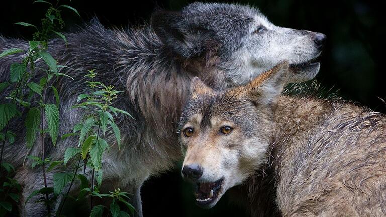 In der Nacht zu Montag hat ein Wolf (Symbolbild) in der Rhön offenbar mehrere Tiere gerissen. Auch die Schafe von Schäfer Julian Schulz aus Ginolfs wurden auseinandergetrieben und zwei von ihnen getötet. In der Nacht zu Montag hat ein Wolf (Symbolbild) in der Rhön offenbar mehrere Tiere gerissen. Auch die Schafe von Schäfer Julian Schulz aus Ginolfs wurden auseinandergetrieben und zwei von ihnen getötet. 