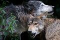 In der Nacht zu Montag hat ein Wolf (Symbolbild) in der Rhön offenbar mehrere Tiere gerissen. Auch die Schafe von Schäfer Julian Schulz aus Ginolfs wurden auseinandergetrieben und zwei von ihnen getötet.&nbsp;