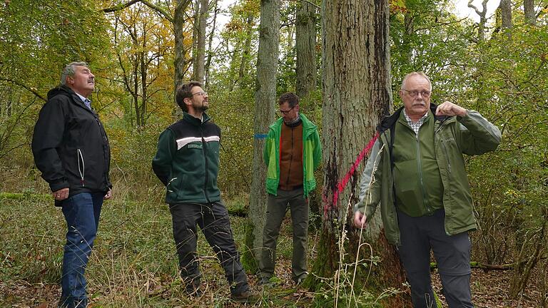 Wie auch in anderen Wäldern wird der Forst in Thüngen durch den Eichenprachtkäfer bedroht. Bei der Begehung durch den Forstausschuss der Gemeinde zeigten der Revierförster Patrick Schelbert (zweiter von links) und Forstdirektor Christoph Kirchner (rechts) das Ausmaß der Schäden im 'Oberholz'.