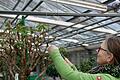 Damit die Fuchsien gut in Form bleiben und im Sommer üppig Blüten ansetzen, erhalten sie von Martine Mangold den richtigen Schnitt.       -  Damit die Fuchsien gut in Form bleiben und im Sommer üppig Blüten ansetzen, erhalten sie von Martine Mangold den richtigen Schnitt.