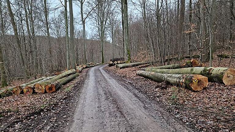 Nach der Holzernte im Staatswald bei Rechtenbach lag reichlich Holz zur Abfuhr an den Wegrändern bereit, die Wege waren zerfahren. Anblicke wie dieser erschreckten Otto Bartel bei seinen Waldspaziergängen im Winterhalbjahr.