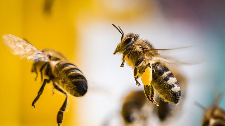 Eigentlich stehen Bienen ja auf Blüten. Sie könnten aber auch Drogen aufspüren.