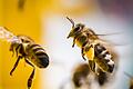 Eigentlich stehen Bienen ja auf Blüten. Sie könnten aber auch Drogen aufspüren.