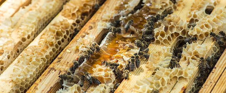 Im Bienenstock herrscht Hochbetrieb. Im Bienenstock herrscht Hochbetrieb.