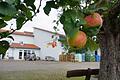 Apfel und Apfelsaft sollen beim neuen Projekt der Kreuzbergallianz, das den Titel 'Ortsaft' trägt, eine wichtige Rolle spielen. Foto: Marion Eckert       -  Apfel und Apfelsaft sollen beim neuen Projekt der Kreuzbergallianz, das den Titel 'Ortsaft' trägt, eine wichtige Rolle spielen. Foto: Marion Eckert