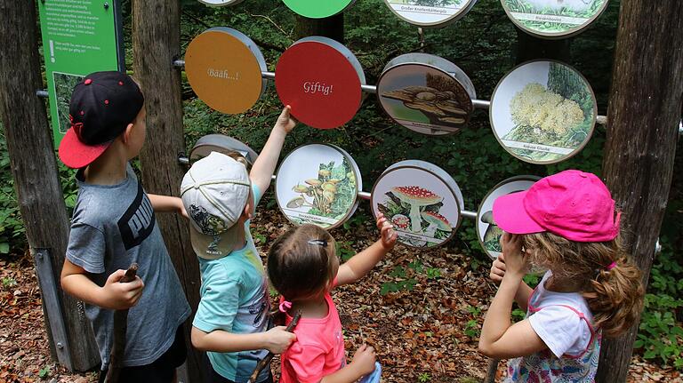 Interessant und lehrreich – Entdeckung der zahlreichen Waldpilzsorten an Station sechs des Pfades. Mit Hilfe von Drehtellern lehrt die Station die Kinder (v. l.) Clemens, Lukas, Paulina und Anna, welche Pilze lecker (grün), eher ungenießbar (gelb) oder sogar giftig (rot) sind. Interessant und lehrreich – Entdeckung der zahlreichen Waldpilzsorten an Station sechs des Pfades. Mit Hilfe von Drehtellern lehrt die Station die Kinder (v. l.) Clemens, Lukas, Paulina und Anna, welche Pilze lecker (grün), eher ungenießbar (gelb) oder sogar giftig (rot) sind.