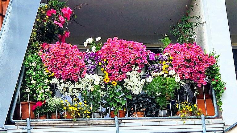 Exzellenter Blumenschmuck auf kleinstem Raum - Erster Platz für Jutta Klos, Günterslebener Straße