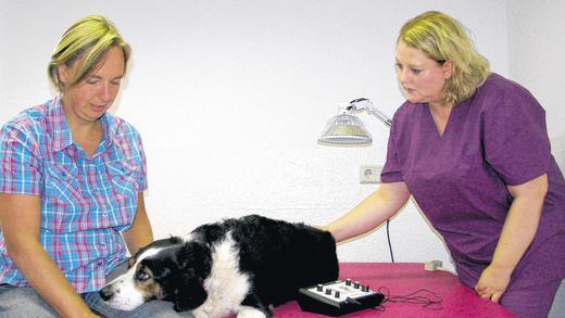 (huGO-ID: 25903734) Bärbel Fiedler und ihre Emily waren bereits bei zehn Sitzungen. Der sechsjährige Border Colli-Appenzeller Hütehund-Mix leidet an einem Gelenkverschleiß an der rechten Hüfte. Die Elektrotherapie hilft ihm sehr. FOTO Ralf Naumann (huGO-ID: 25903734) Bärbel Fiedler und ihre Emily waren bereits bei zehn Sitzungen. Der sechsjährige Border Colli-Appenzeller Hütehund-Mix leidet an einem Gelenkverschleiß an der rechten Hüfte. Die Elektrotherapie hilft ihm sehr. FOTO Ralf Naumann