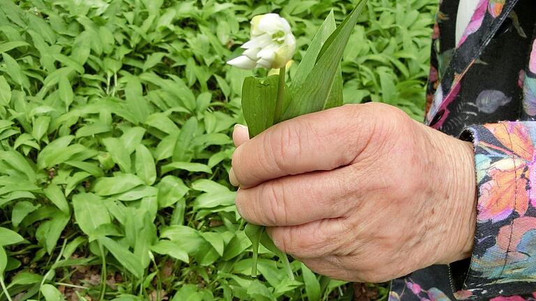 Eine Einzelblüte des Bärlauchs.
Foto: Josef Kleinhenz Eine Einzelblüte des Bärlauchs.
Foto: Josef Kleinhenz