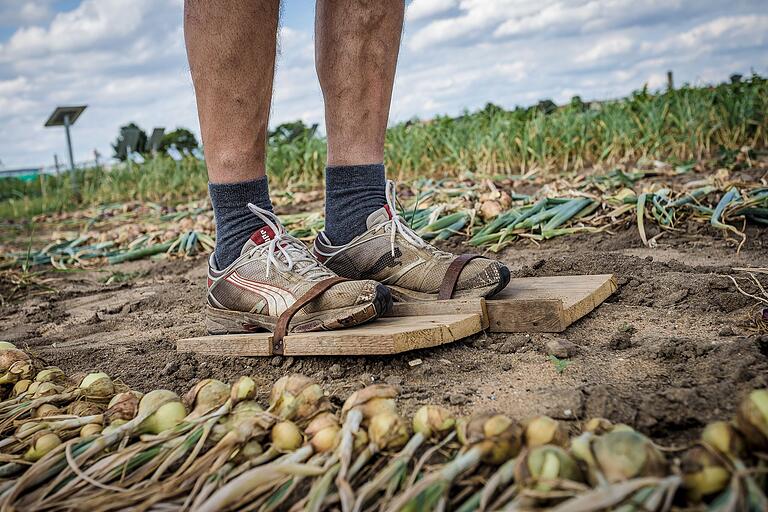 Zwiebeltreter ist der Spitzname der Gochsheimer. Warum, das sieht man im Lehrgarten. Zwiebeltreter ist der Spitzname der Gochsheimer. Warum, das sieht man im Lehrgarten. 