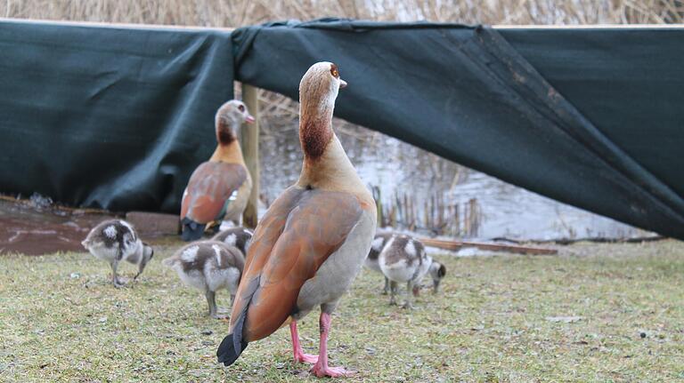 Ein Nilgans-Paar spaziert problemlos mit dem Nachwuchs durch die Öffnung des Zaunes. Ein Nilgans-Paar spaziert problemlos mit dem Nachwuchs durch die Öffnung des Zaunes.