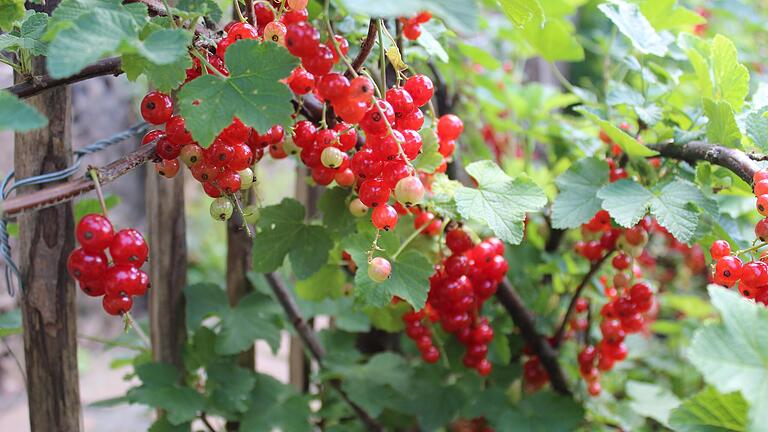 Im Juli werden die Johannisbeeren vollreif sein.