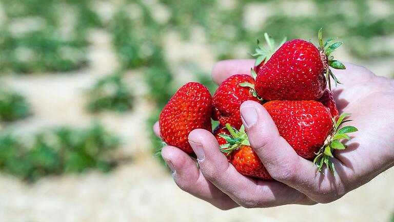 Die ersten roten Erdbeeren vom Feld. Die Saison für Selbstpflücker hat begonnen.&nbsp;