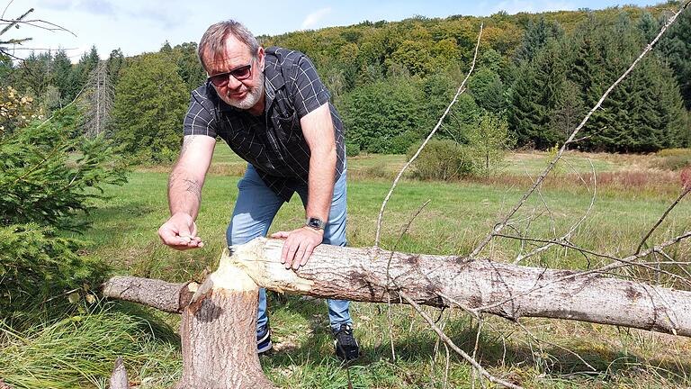 Hier war der Biber gerade erst aktiv: Klaus Woitas, Geschäftsführer der Wassergruppe Marktheidenfeld, zeigt frische Nagespuren an einem Baum im Trinkwassereinzugsgebiet im Weihersgrund, nördlich von Bischbrunn.