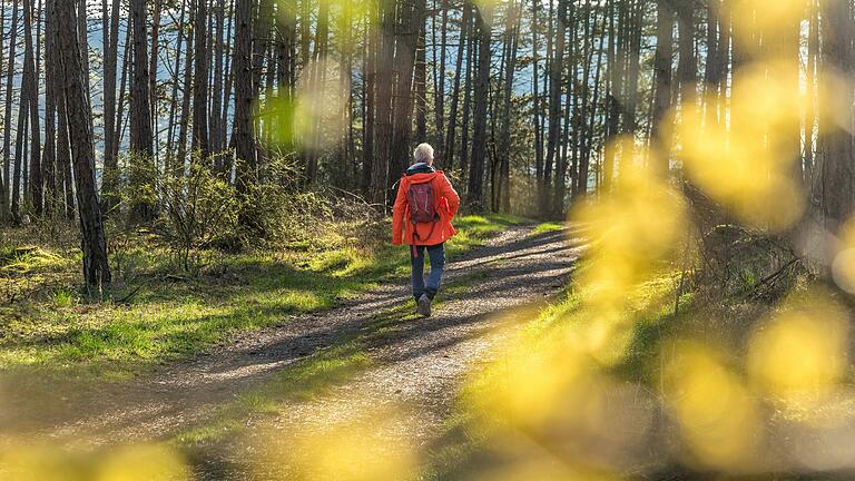 Wandern auf dem Kirschenweg in Leinach im Landkreis Würzburg: Die Tour führt auch durch den Wald.