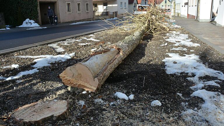 Drei Jahrzehnte standen Ginkgobäume in der Falltorstraße. Nun wurden sie, um Parkraum zu schaffen, gefällt und werden durch neu zu pflanzende Ginkgos ersetzt.