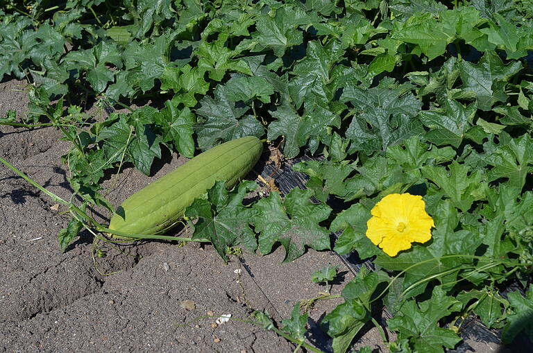 Blüten und Früchte der Luffagurke erinnern an Schlangengurken. Die Ausläufer der Luffagurke werden mehrere Meter lang. Im Garten kann man sie auch hängend wachsen lassen. Blüten und Früchte der Luffagurke erinnern an Schlangengurken. Die Ausläufer der Luffagurke werden mehrere Meter lang. Im Garten kann man sie auch hängend wachsen lassen.