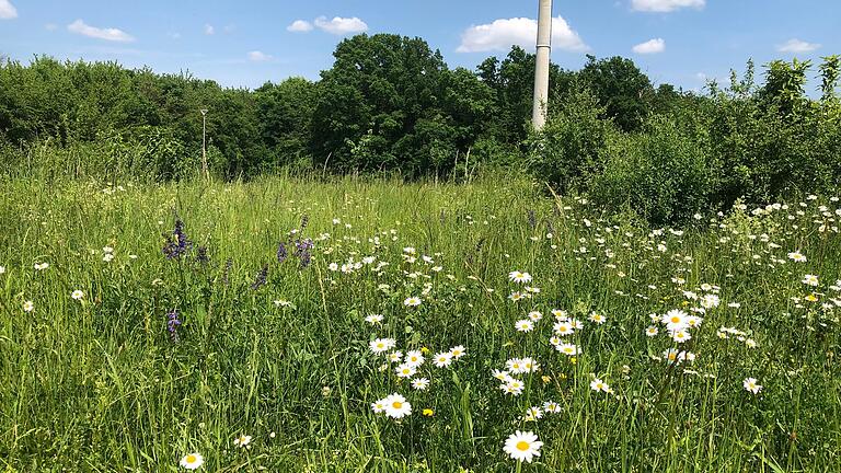 Wo sich heute eine blühende Streuobstwiese und das Bischwinder Wäldchen ausbreiten, befand sich früher der Schuttplatz von Rügshofen. Am Betonmast ist der Sender für den BOS-Funk angebracht.