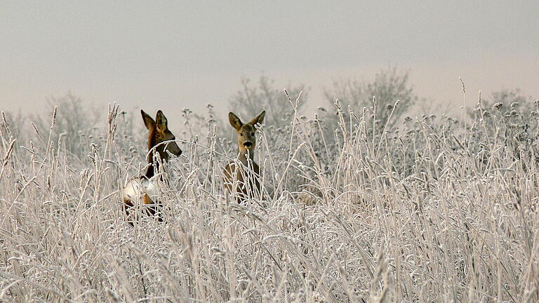 Bitte nicht stören! Im Winter fahren Wildtiere ihren Stoffwechsel herunter. Wird das Wild aufgeschreckt, zehrt das am lebensnotwendigen Energievorrat. Spaziergänger sollen deshalb auf den Wegen bleiben.