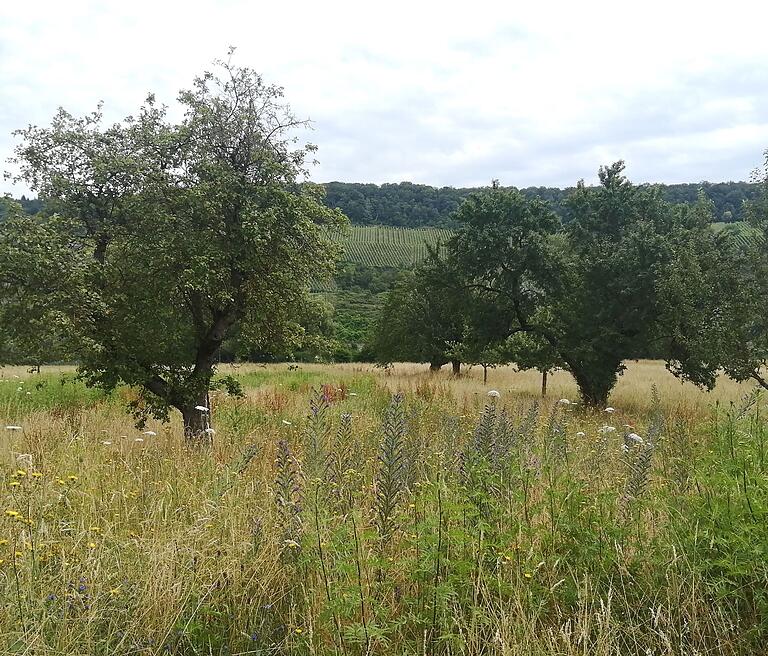 An vielen Bäumen in den Streuobstwiesen hängt heuer sehr wenig Obst. Besonders die Kirschen hat der Spätfrost in Main-Spessart erwischt.