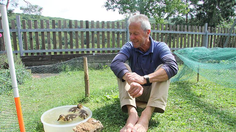 Entenpapa traurig: Fuchs hat sich seine Küken geholt       -  Liebevoll hat sich Kurt Eimer um verwaiste Entenküken gekümmert.