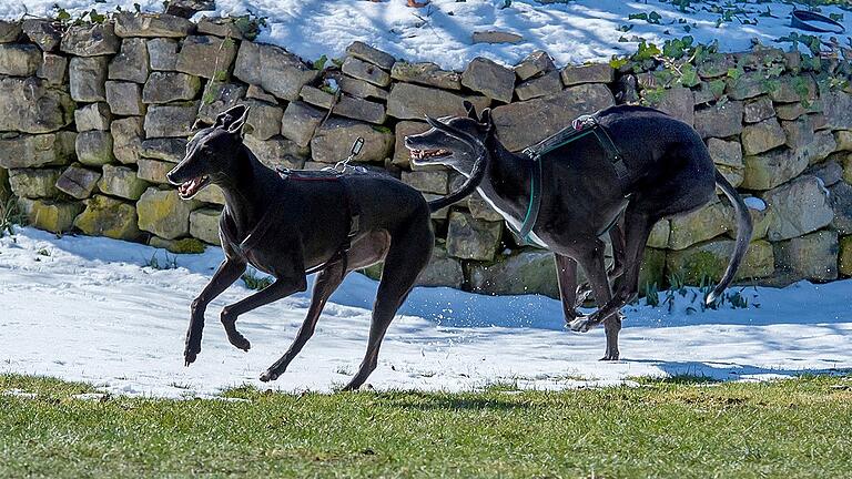 Auf dem 2000 Quadratmeter großen Grundstück von Lilli und Wilfried von Hessberg in Obereuerheim können sich die beiden Greyhounds austoben.