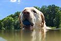 Badespaß für Hunde: Auch Vierbeiner freuen sich bei sommerlichen Temperaturen über eine Abkühlung im&nbsp; Wasser.&nbsp;