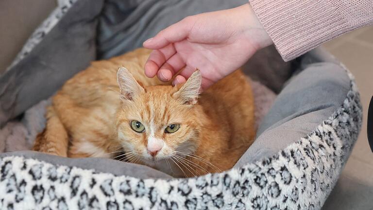 Katzenstreichler im Tierheim - Kater Albert toleriert die menschliche Nähe - ein Fortschritt. Katzenstreichler im Tierheim - Kater Albert toleriert die menschliche Nähe - ein Fortschritt.