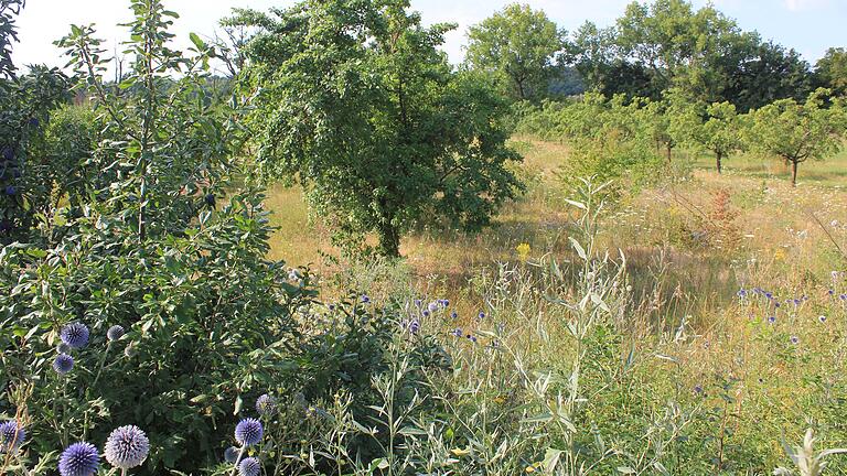 Höchstens neun Bauplätze könnten am Astheimer Ortsausgang Richtung Escherndorf entstehen. Volkachs Grüne hatten der Planung erst zugestimmt, wollen die für den Naturschutz wertvolle Streuobstfläche nun aber doch erhalten.