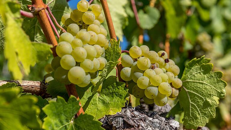 &nbsp;In den Weinlagen 'Sonnenberg' und 'Vogelsang' gedeihen begehrte Weine.