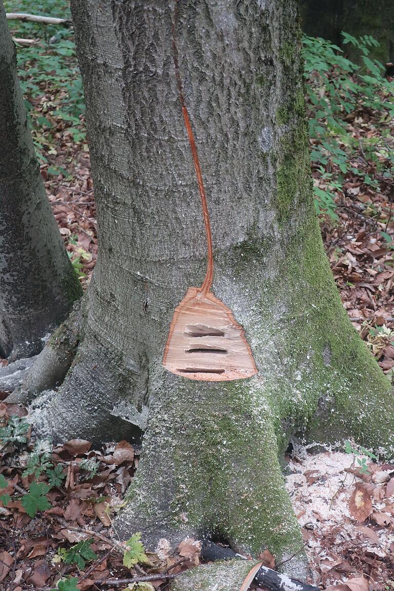 Von 'Naturschutz mit der Kettensäge' spricht man, wenn Habitate, also Lebensräume für andere Arten, künstlich geschaffen werden, wie hier durch Einschnitte am unteren Ende des Baumstamms. Im Laufe der Jahre entwickelt sich daraus eine Baumhöhle, die Säugetieren wie Mäusen und auch Amphibien als Unterschlupf dient.