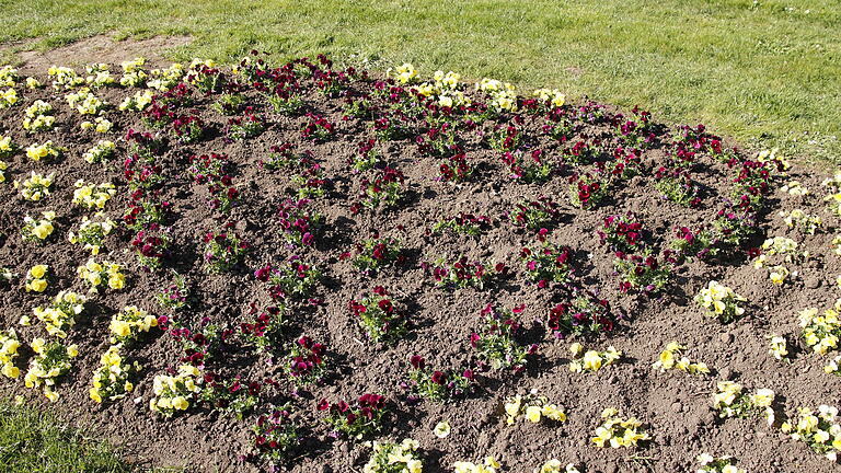 Frisch bepflanztes Beet mit „Herzmotiv“       -  Frisch bepflanztes Beet mit „Herzmotiv“