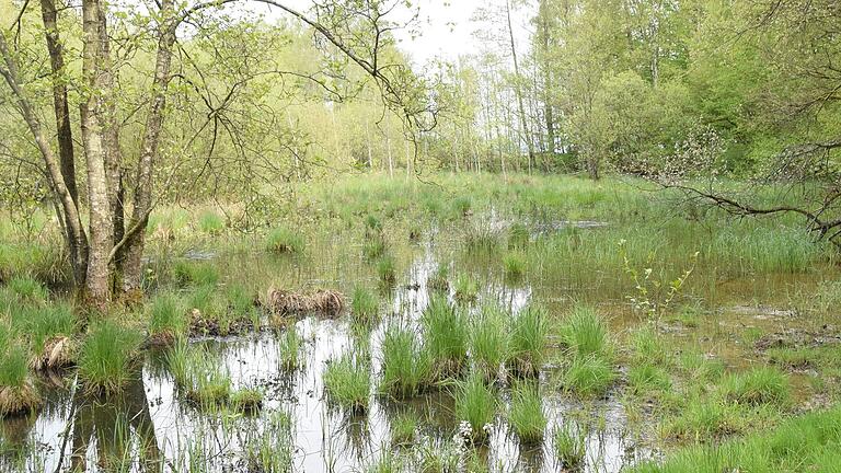 Ein kleines, anmutiges Kleinod ist der 'Mehlsee' im Wald von Hendungen, der jedoch zu verwildern droht und daher voraussichtlich renaturiert werden soll.