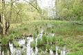 Ein kleines, anmutiges Kleinod ist der 'Mehlsee' im Wald von Hendungen, der jedoch zu verwildern droht und daher voraussichtlich renaturiert werden soll.