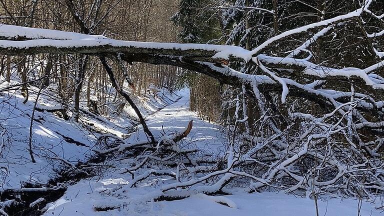 Ein umgestürzter Baum (Symbolbild).