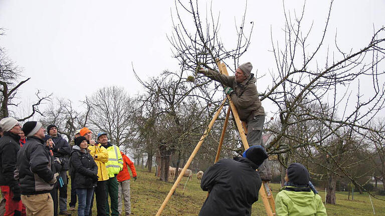 Gartenbaulehrer Josef Weimer gibt Tipps für die ObstbaumpflegeFoto: Silvia Eidel       -  Gartenbaulehrer Josef Weimer gibt Tipps für die ObstbaumpflegeFoto: Silvia Eidel