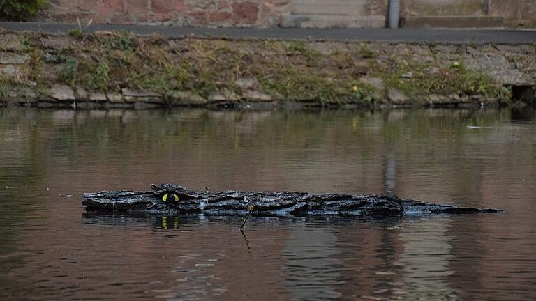 Attraktionen im Gemündener Mühlgraben waren im vergangenen Jahr der Schwimmer Erwin des Beton-Künstlers Paul Bode und heuer das Holz-Krokodil von Bruno Mächtlinger. Ob das Krokodil abgetrieben oder gestohlen wurde, ist ungeklärt. Attraktionen im Gemündener Mühlgraben waren im vergangenen Jahr der Schwimmer Erwin des Beton-Künstlers Paul Bode und heuer das Holz-Krokodil von Bruno Mächtlinger. Ob das Krokodil abgetrieben oder gestohlen wurde, ist ungeklärt.