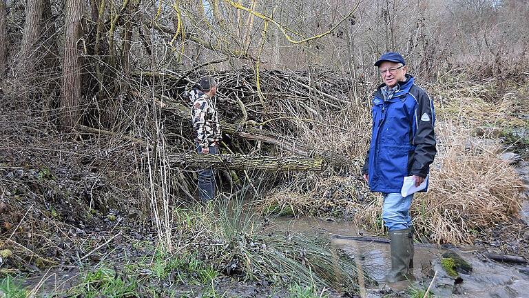 Mit einer Höhe von bald drei Meter soll ein Biber oberhalb von Mühlfeld den höchsten Damm im Landkreis gebaut haben.