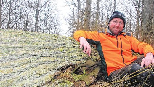 Totholz macht den Wald erst richtig lebendig