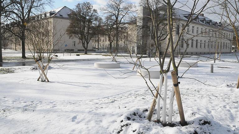 Wenn die neuen Bäume mal einige Jahre gewachsen sind, wird der Hain-Charakter der Carus Allee deutlicher hervortreten.